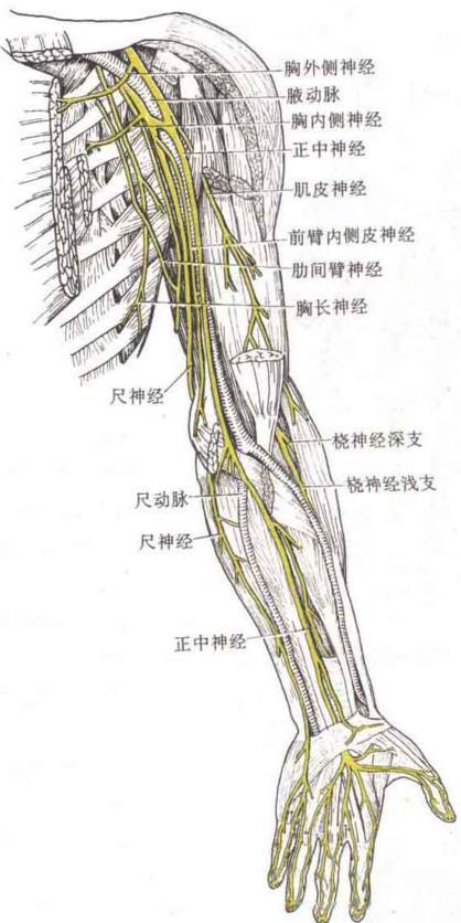 手臂关节图示意图图片